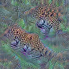 n02128757 snow leopard, ounce, Panthera uncia